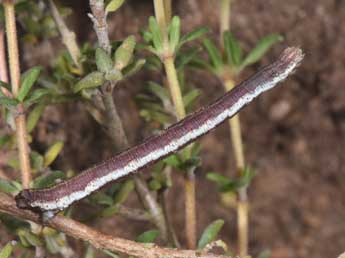  Chenille de Scopula submutata Tr. - Philippe Mothiron