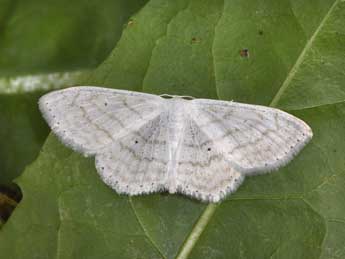 Scopula subpunctaria H.-S. adulte - Philippe Mothiron