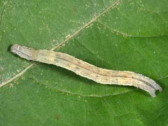  Chenille de Scopula subpunctaria H.-S. - ©Philippe Mothiron