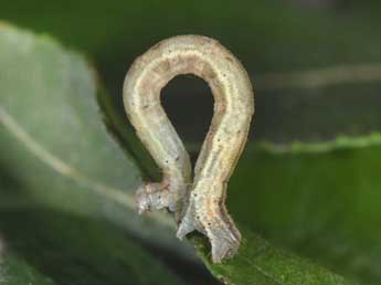  Chenille de Scopula subpunctaria H.-S. - ©Philippe Mothiron