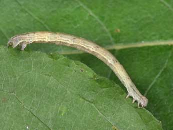  Chenille de Scopula subpunctaria H.-S. - ©Philippe Mothiron