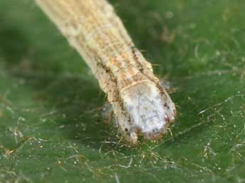  Chenille de Scopula subpunctaria H.-S. - ©Philippe Mothiron