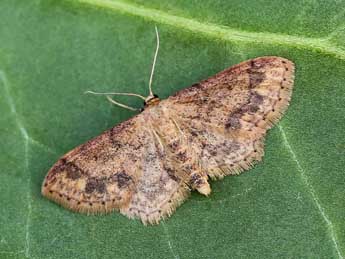 Idaea subsaturata Gn. adulte - ©Lionel Taurand