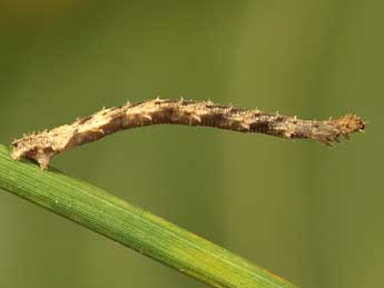  Chenille de Idaea subsaturata Gn. - ©Lionel Taurand