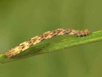  Chenille de Idaea subsaturata Gn. - ©Lionel Taurand