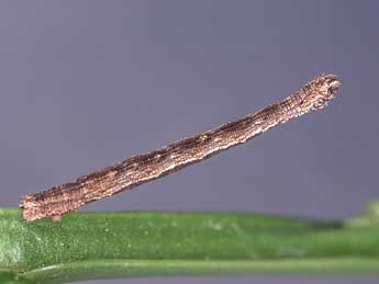  Chenille de Idaea sylvestraria Hb. - ©Kimmo Silvonen