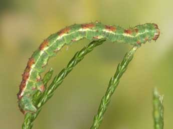  Chenille de Afriberina tenietaria Stgr - ©Heiner Ziegler