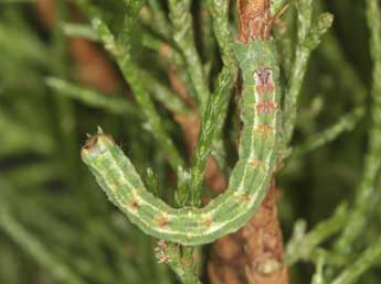  Chenille de Afriberina tenietaria Stgr - Heiner Ziegler