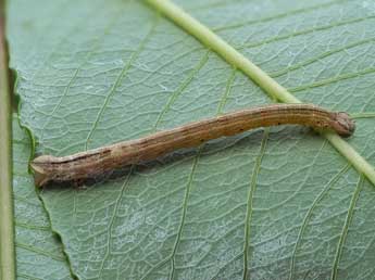  Chenille de Eulithis testata L. - ©Kimmo Silvonen