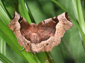 Selenia tetralunaria Hfn. adulte - Philippe Mothiron