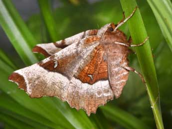 Selenia tetralunaria Hfn. adulte - Philippe Mothiron