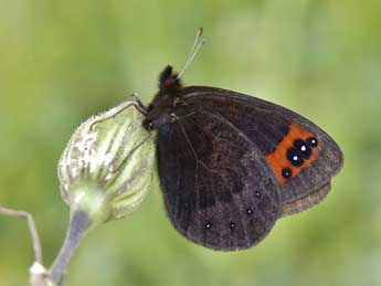 Erebia triarius Prun. adulte - Lionel Taurand