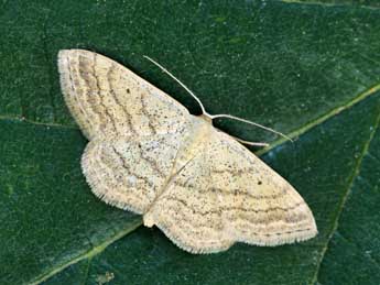 Scopula turbidaria Hb. adulte - ©Daniel Morel