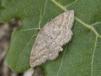 Scopula turbidaria Hb. adulte - ©Lionel Taurand