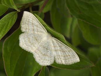 Scopula umbelaria Hb. adulte - Jean-Pierre Lamoline