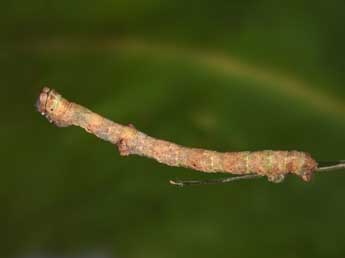  Chenille de Peribatodes umbraria Hb. - ©Philippe Mothiron