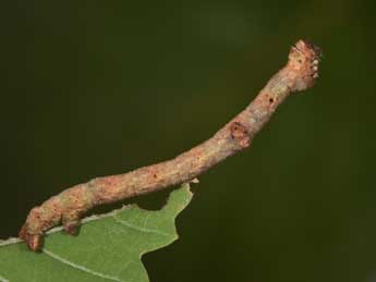  Chenille de Peribatodes umbraria Hb. - Philippe Mothiron