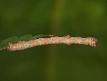  Chenille de Peribatodes umbraria Hb. - ©Philippe Mothiron