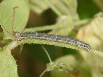  Chenille de Euphyia unangulata Hw. - Philippe Mothiron