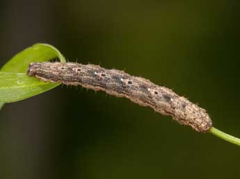  Chenille de Euphyia unangulata Hw. - Kimmo Silvonen