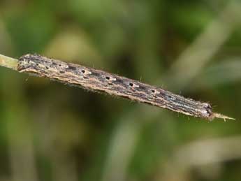  Chenille de Euphyia unangulata Hw. - Philippe Mothiron