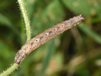  Chenille de Euphyia unangulata Hw. - ©Philippe Mothiron