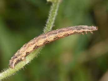  Chenille de Euphyia unangulata Hw. - ©Philippe Mothiron