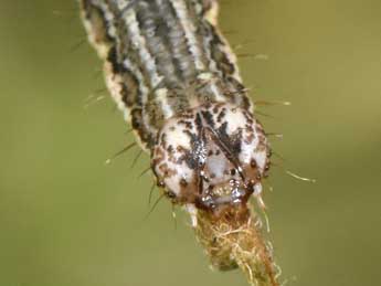  Chenille de Euphyia unangulata Hw. - Philippe Mothiron