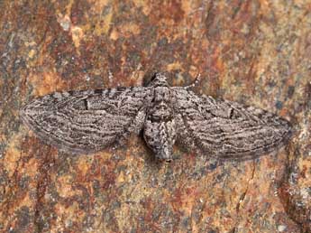 Eupithecia unedonata Mab. adulte - ©Lionel Taurand