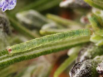  Chenille de Eupithecia unedonata Mab. - Lionel Taurand