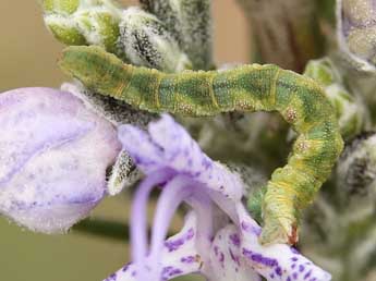  Chenille de Eupithecia unedonata Mab. - ©Lionel Taurand