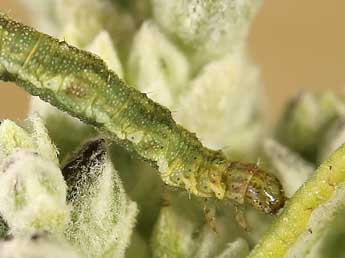  Chenille de Eupithecia unedonata Mab. - ©Lionel Taurand