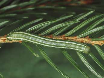  Chenille de Thera variata D. & S. - Kimmo Silvonen