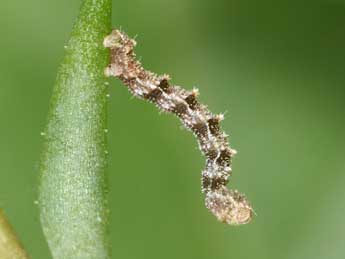  Chenille de Charissa variegata Dup. - ©Philippe Mothiron