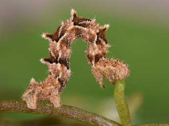  Chenille de Charissa variegata Dup. - ©Philippe Mothiron