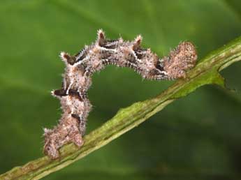  Chenille de Charissa variegata Dup. - Philippe Mothiron