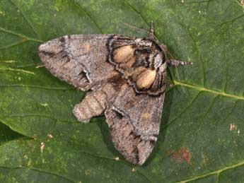 Drymonia velitaris Hfn. adulte - ©Philippe Mothiron