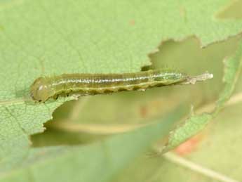  Chenille de Drymonia velitaris Hfn. - Philippe Mothiron