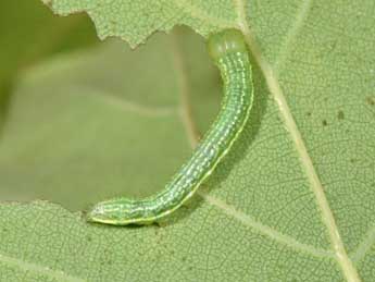  Chenille de Drymonia velitaris Hfn. - ©Philippe Mothiron