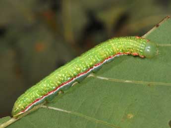  Chenille de Drymonia velitaris Hfn. - ©Philippe Mothiron