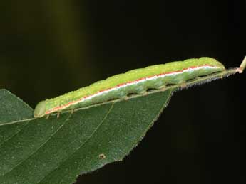  Chenille de Drymonia velitaris Hfn. - ©Philippe Mothiron