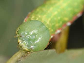  Chenille de Drymonia velitaris Hfn. - Philippe Mothiron