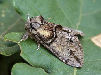 Drymonia velitaris Hfn. adulte - ©Lionel Taurand