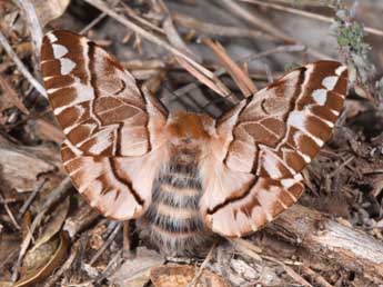 Endromis versicolora L. adulte - Philippe Mothiron