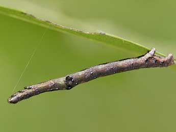  Chenille de Epione vespertaria L. - Jeroen Voogd