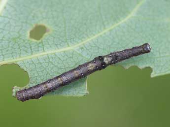  Chenille de Epione vespertaria L. - ©Jeroen Voogd