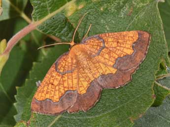 Epione vespertaria L. adulte - ©Philippe Mothiron