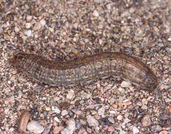  Chenille de Agrotis vestigialis Hfn. - ©Kimmo Silvonen