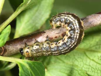  Chenille de Philereme vetulata D. & S. - Philippe Mothiron