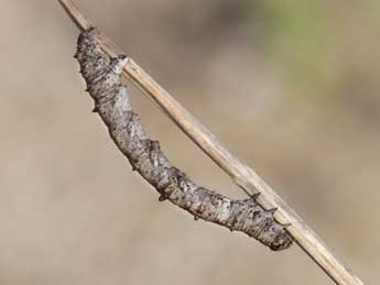  Chenille de Itame vincularia Hb. - Heiner Ziegler